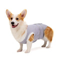 Adjustable dog sterilization suit